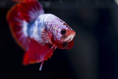 Close-up of fish swimming in sea