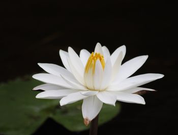 Close-up of white flower against black background