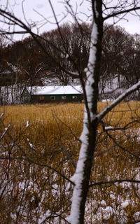Bare trees on field during winter