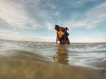 Dog in shallow water against sky