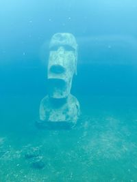Close-up of swimming underwater