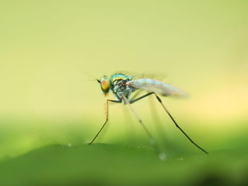 Close-up of fly