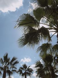 Low angle view of palm trees against sky