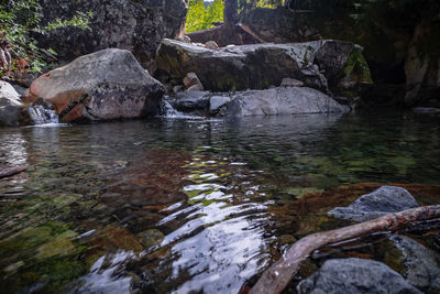 Scenic view of river in forest