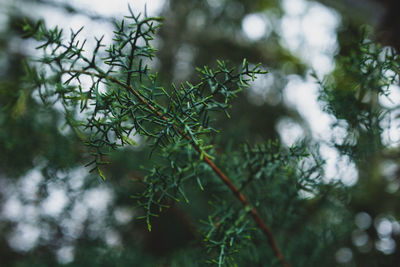 Close-up of tree