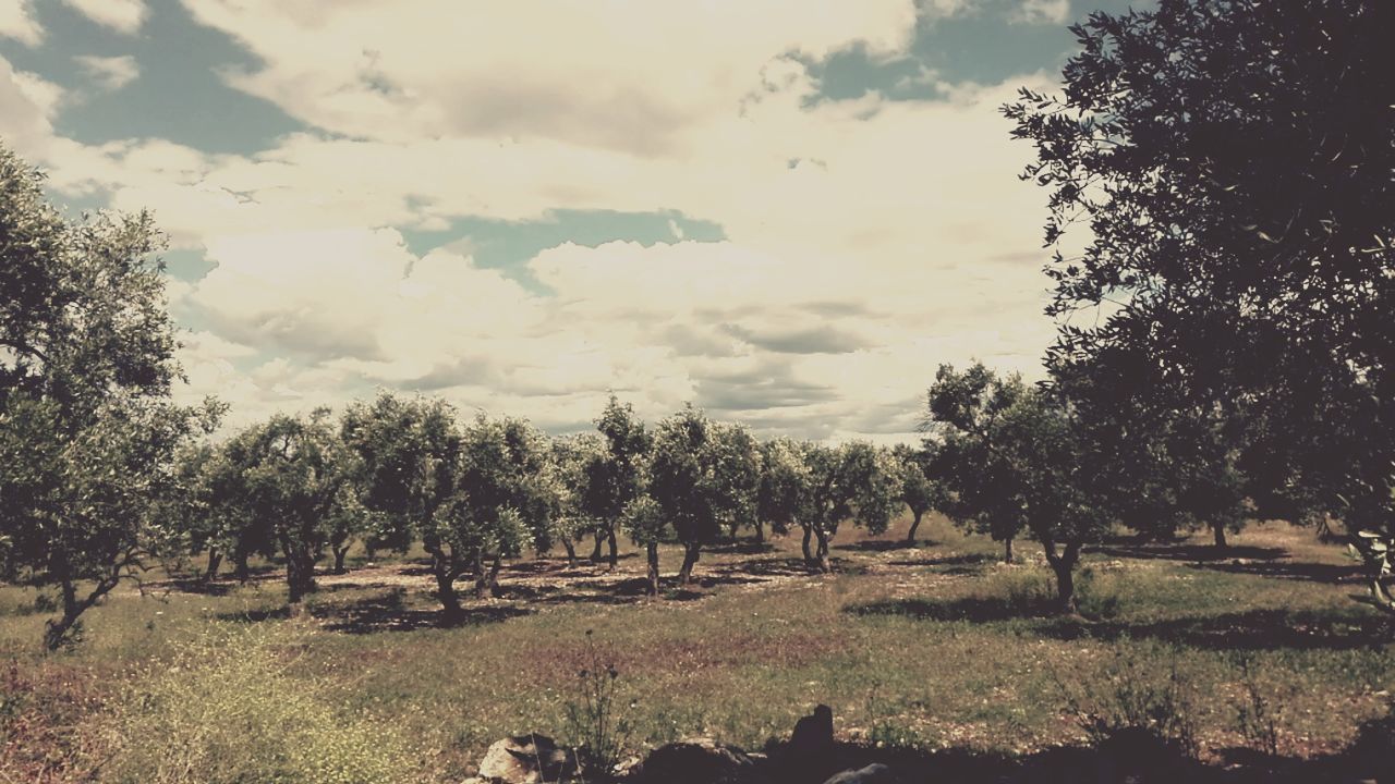 tree, sky, cloud - sky, tranquility, landscape, tranquil scene, field, nature, growth, scenics, beauty in nature, cloudy, cloud, grass, non-urban scene, rural scene, day, outdoors, no people, idyllic