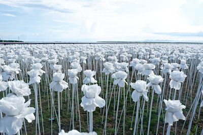 White flowering plants on field against sky