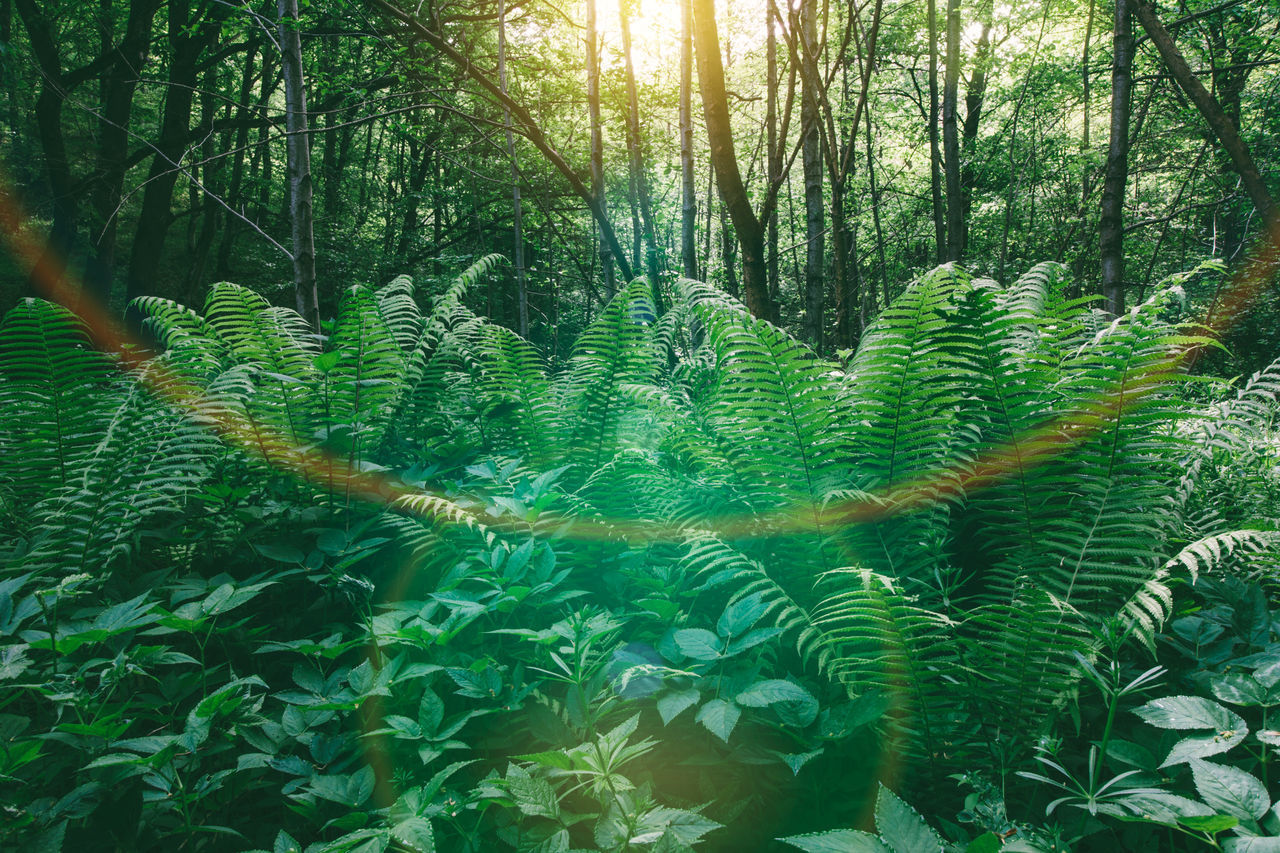 VIEW OF TREES IN FOREST