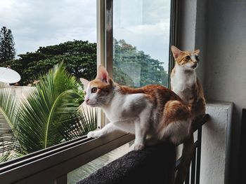 Cats sitting on railing by window