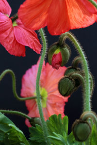 Close-up of pink flowering plant against black background