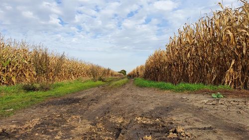 Dirt road amidst field against sky