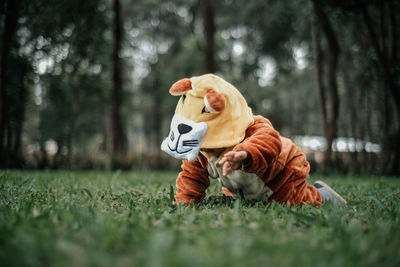 Dog resting on a field