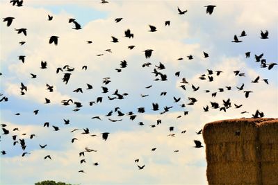 Low angle view of birds flying in the sky