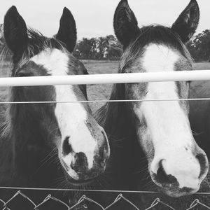 Close-up of horse at fence on field