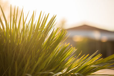 Close-up of fresh green plants against clear sky