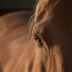 Close-up of a horse