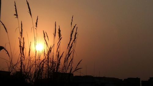 Silhouette plants against romantic sky at sunset