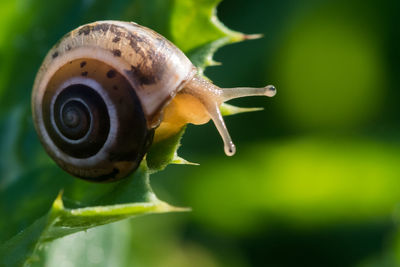 Close-up of snail on plant