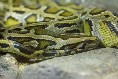 Close-up of snake