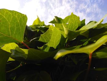 Close-up of fresh green leaves against sky