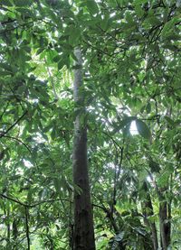 Low angle view of trees in forest