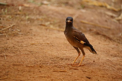 View of bird on sand