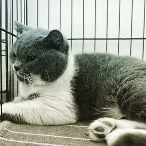 Close-up of a cat resting