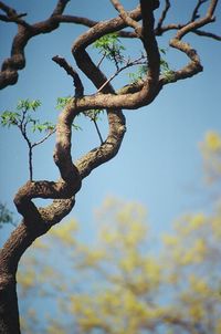 Close-up of branches