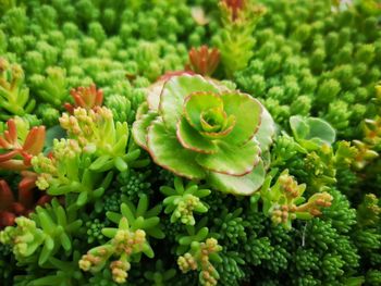 Close-up of succulent plant