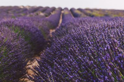 Purple flowering plants on field