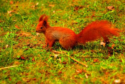 Squirrel on grassy field