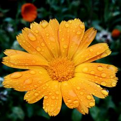 Close-up of water drops on yellow flower