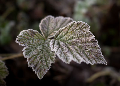 Close-up of frozen leaves