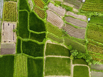 Full frame shot of green plants