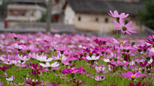 Close-up of pink flowering plants