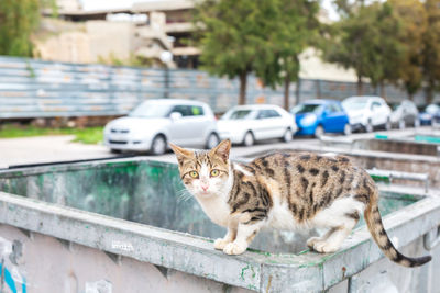 Portrait of cat sitting on car