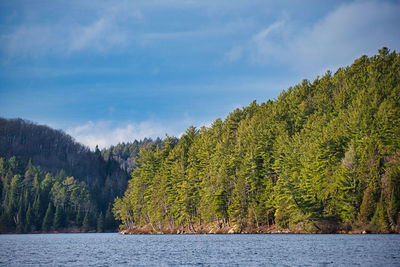 Scenic view of lake amidst trees in forest against sky