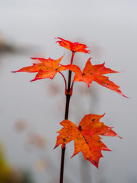 Close-up of red maple leaf against white background