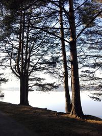 Bare trees on landscape against sky