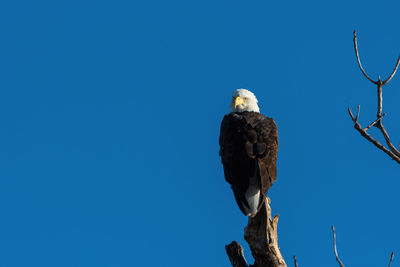 Low angle view of eagle perching on branch