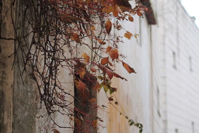 Close-up of plant against building wall