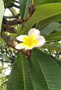 Close-up of yellow flowering plant