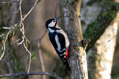 Close-up of a bird perching on tree