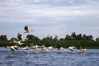 Seagulls flying over lake against sky