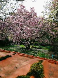 Pink cherry blossoms in spring