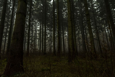 Trees in forest