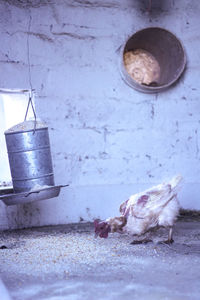 Birds in container against wall