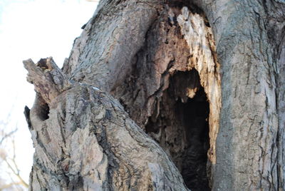 Low angle view of lizard on tree trunk