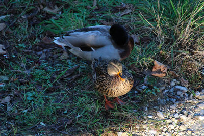 High angle view of bird on field