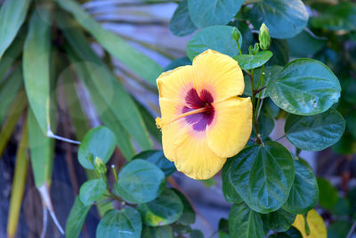 Close-up of yellow flowering plant